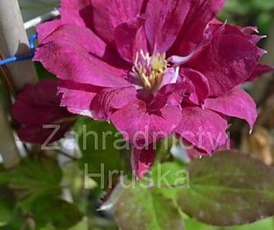 plamének - Clematis 'Red Star'