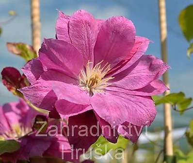 plamének - Clematis 'Red Star'