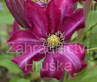 plamének - Clematis 'Betty Risdon'