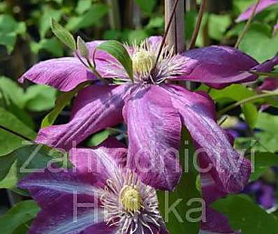 plamének - Clematis 'Betty Risdon'