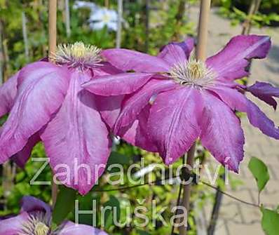 plamének - Clematis 'Betty Risdon'