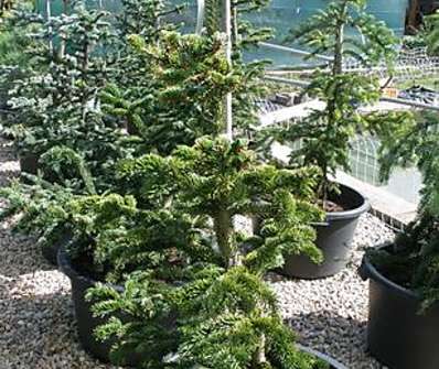 jedle - Abies procera