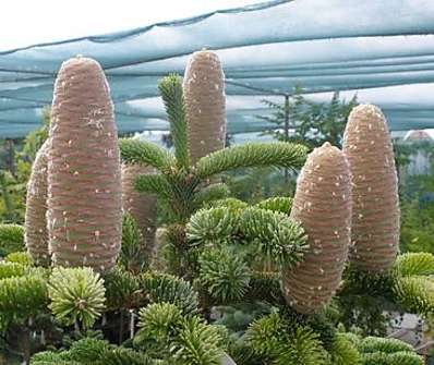 jedle - Abies procera