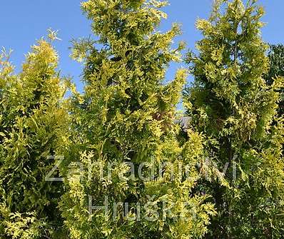 zerav - Thuja occ. 'Yellow Ribon'