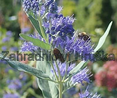 ořechoplodec - Caryopteris clandonensis 'Haevenly Blue'.