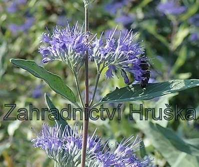 ořechoplodec - Caryopteris clandonensis 'Haevenly Blue'.