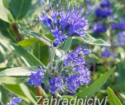 ořechoplodec - Caryopteris clandonensis 'Haevenly Blue'.