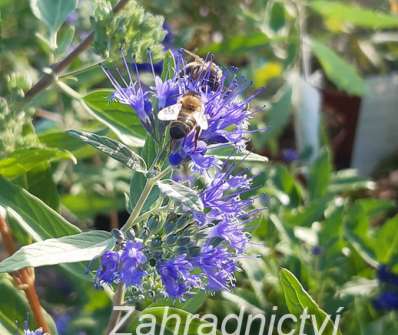 ořechoplodec - Caryopteris clandonensis 'Haevenly Blue'.