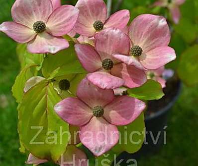 svída - Cornus kousa 'Satomi'