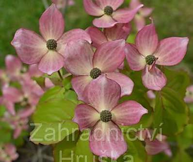 svída - Cornus kousa 'Satomi'