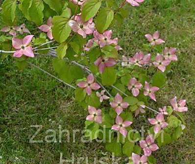 svída - Cornus kousa 'Satomi'