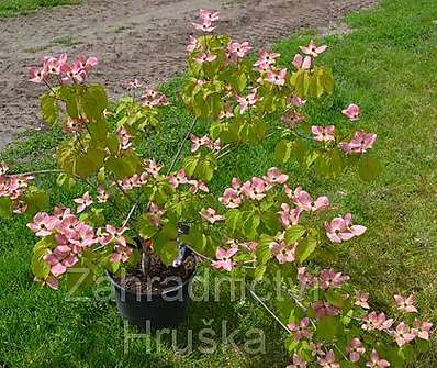 svída - Cornus kousa 'Satomi'