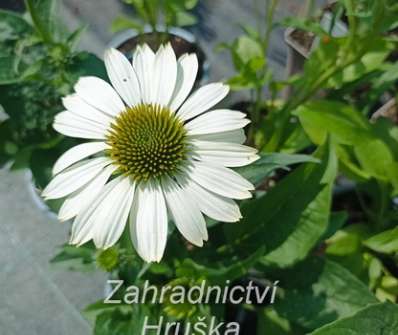 Echinacea purpurea Praire Splendor Compact White