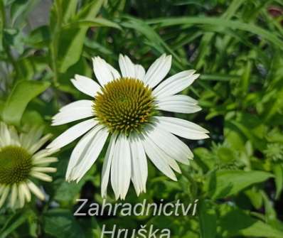 Echinacea purpurea Praire Splendor Compact White