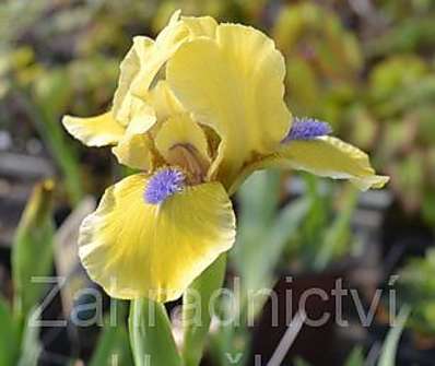 Iris Little Blue Ace