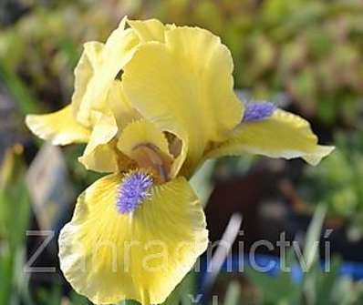 Iris Little Blue Ace