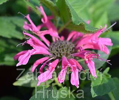 Monarda didyma Pink Lace