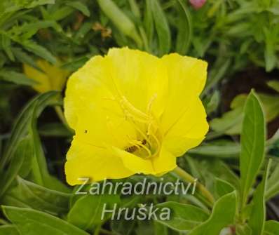 Oenothera missouriensis