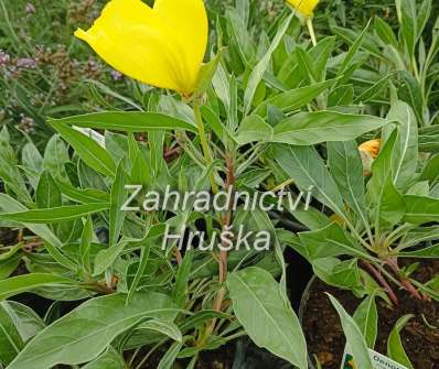 Oenothera missouriensis