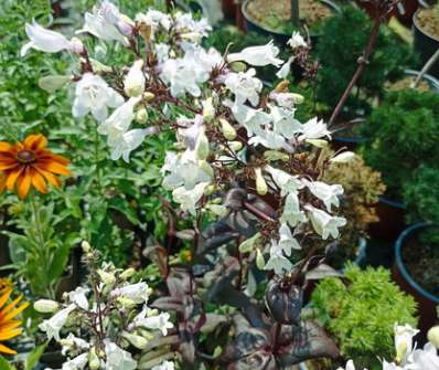 Penstemon digitalis Onyx and Pearls