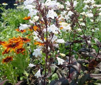 Penstemon digitalis Onyx and Pearls