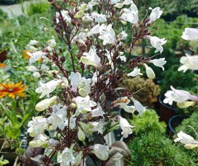 Penstemon digitalis Onyx and Pearls