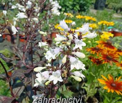 Penstemon digitalis Onyx and Pearls