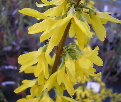 zlatice - Forsythia x intermedia 'Lynwood'