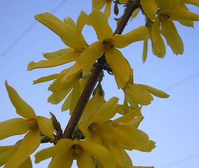 zlatice - Forsythia x intermedia 'Lynwood'