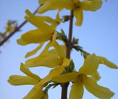 zlatice - Forsythia x intermedia 'Lynwood'