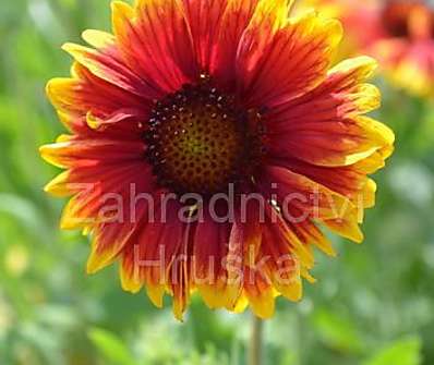 Gaillardia Granada Yellow/Red