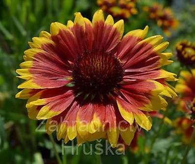 Gaillardia Granada Yellow/Red