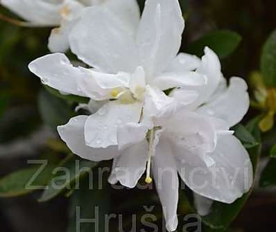 Azalea japonica 'Olga Niblett'