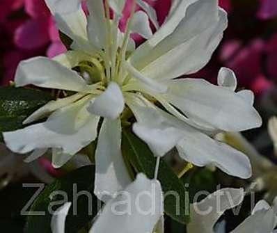 Azalea japonica 'Olga Niblett'