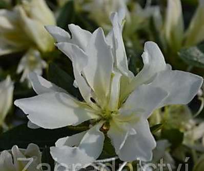 Azalea japonica 'Olga Niblett'