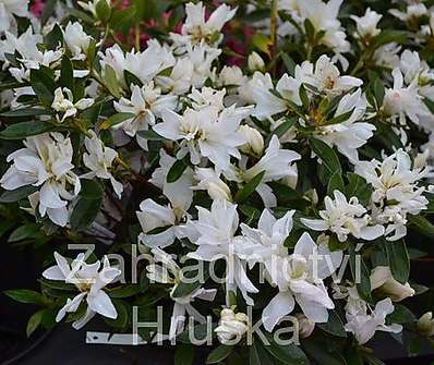 Azalea japonica 'Olga Niblett'