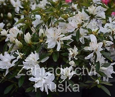 Azalea japonica 'Olga Niblett'