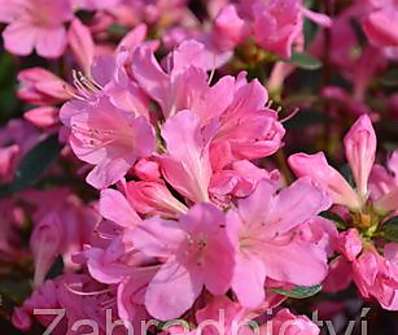 Azalea japonica 'Mme van Hecke'