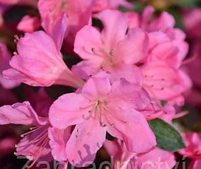 Azalea japonica 'Mme van Hecke'