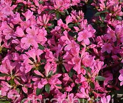 Azalea japonica 'Mme van Hecke'