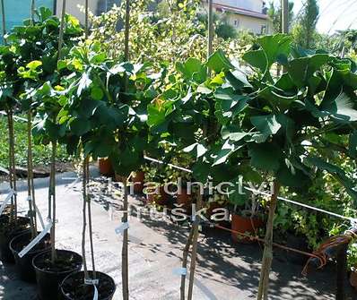 jinan - Ginkgo biloba 'Mariken'..