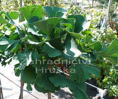 jinan - Ginkgo biloba 'Mariken'..