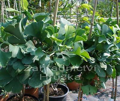 jinan - Ginkgo biloba 'Mariken'..