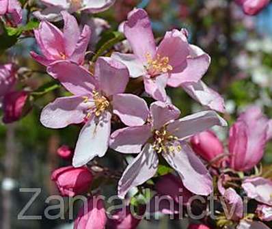 jabloň - Malus 'Red Obelisk'