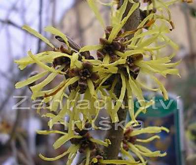 vilín - Hamamelis x intermedia 'Westerstede'