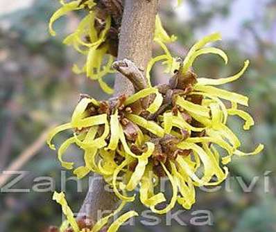 vilín - Hamamelis x intermedia 'Westerstede'