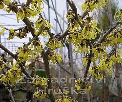 vilín - Hamamelis x intermedia 'Westerstede'