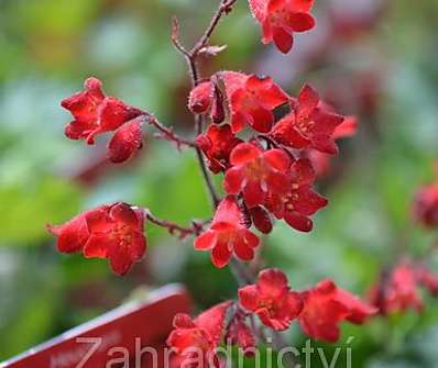 Heuchera sanguinea Coral Forest