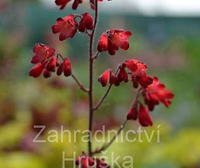 Heuchera sanguinea Coral Forest