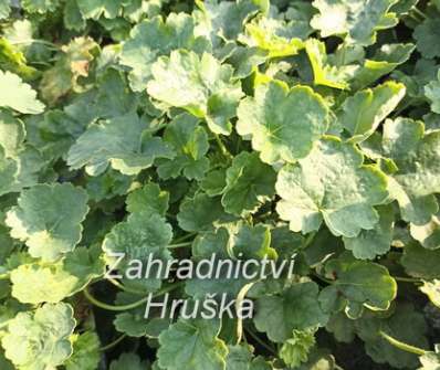 Heuchera sanguinea Coral Forest